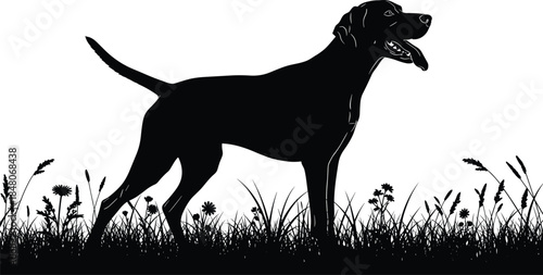 Black vector silhouette of a hunting dog breed standing in a summer meadow with tall grass and wildflowers on white background
