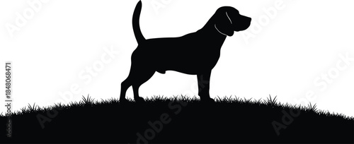 Vector illustration of a black beagle dog silhouette standing on a grassy hill meadow against a white background for design