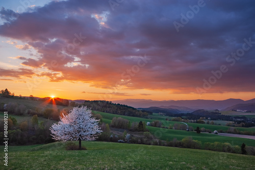 View of a serene landscape where the setting sun paints the sky with fire over the rolling hills and a lone tree in full bloom, Povraznik, Banska Bystrica Region, Slovakia.