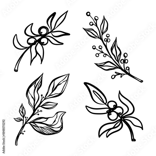 Hand drawn botanical line art collection of flowers and leaves