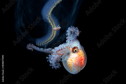 Cuadro en lienzo Male Arganauta Hians, Paper nautilus