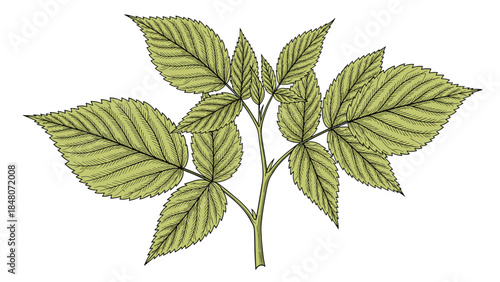 Detailed botanical illustration of a green raspberry plant stem with serrated leaves, created in a classic vintage engraving style.