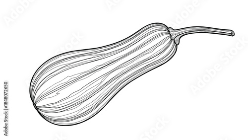 Detailed black and white line art illustration of a whole butternut squash, hand-drawn in a classic vintage engraving style.