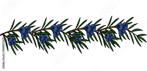 A seamless vector decorative border of a juniper branch with deep blue berries and dark green needles, rendered in a stylized, illustrative manner.