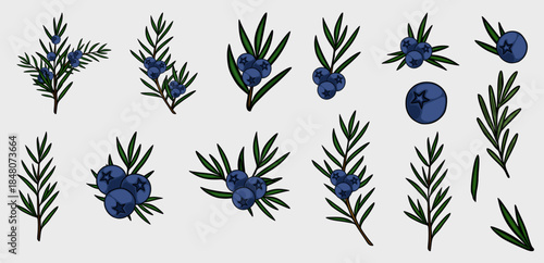 A collection of vector illustrations depicting juniper branches with ripe blue berries, showcasing intricate details of foliage and fruit against a neutral background.