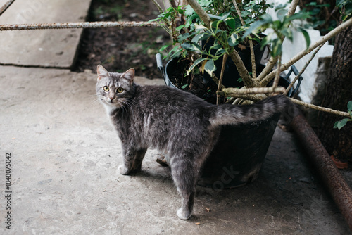 A cute tabby cat with a white breast and paws stands and looks at you. 