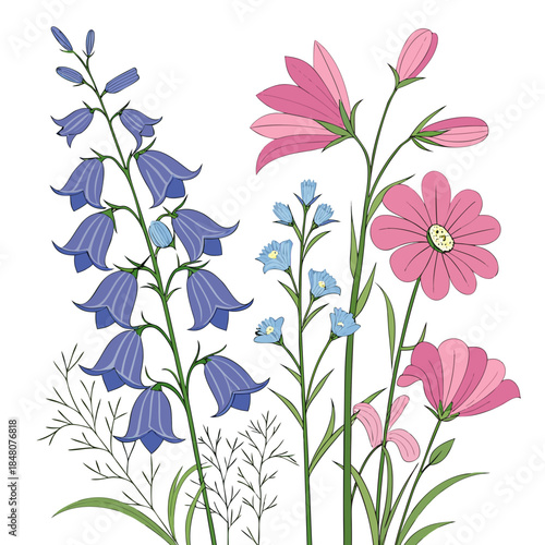 Colorful wildflowers on white background blue bellflowers