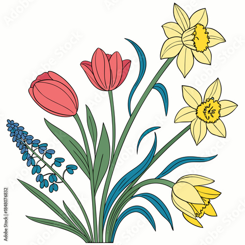 Colorful spring flowers on white background tulips