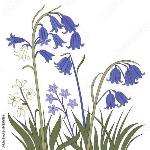 Bluebell flowers and grass on white background purple flowers