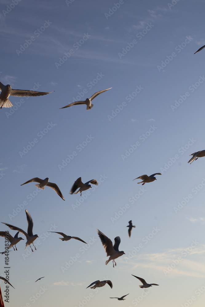 Fototapeta premium flock of seagulls