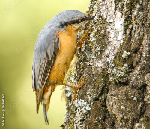 Kleiber am Baumstamm