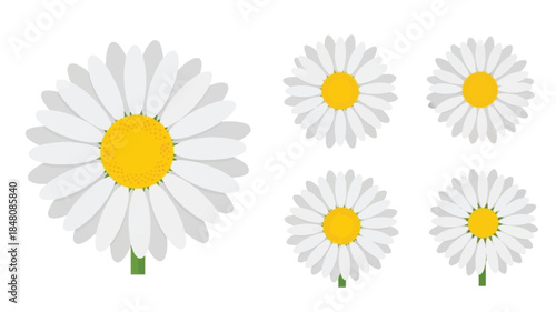 A collection of beautiful daisies with white petals and yellow centers