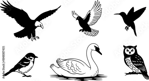 Different types of birds flying and standing