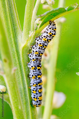 Königskerzen Mönch