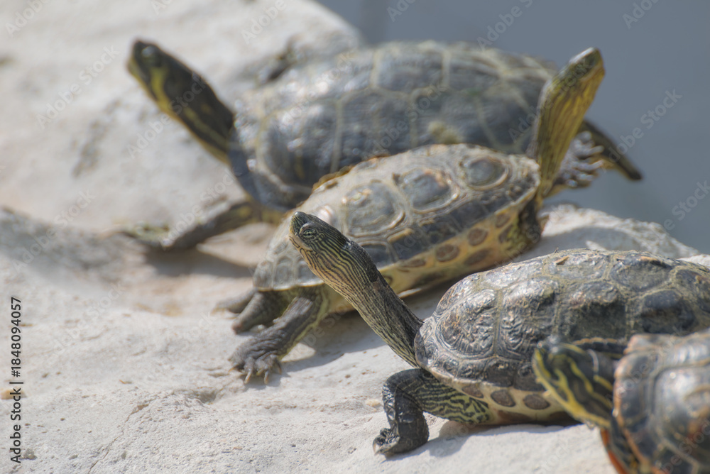 Fototapeta premium Napoli