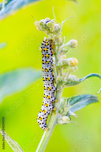 Königskerzen Mönch