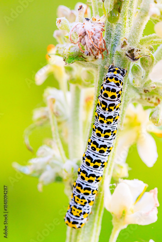 Königskerzen Mönch