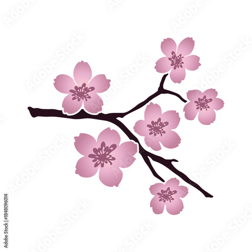 Pink cherry blossom flowers on a dark branch without background