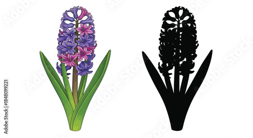 Colorful hyacinth flower illustration alongside its striking black and white silhouette