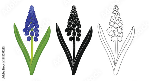A colorful and monochrome illustration depicting hyacinth flower arrangements