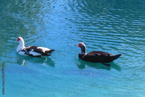 Muscovy ducks swimming in the pond in Florida nature