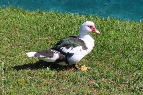 Muscovy duck at the pond in Florida nature