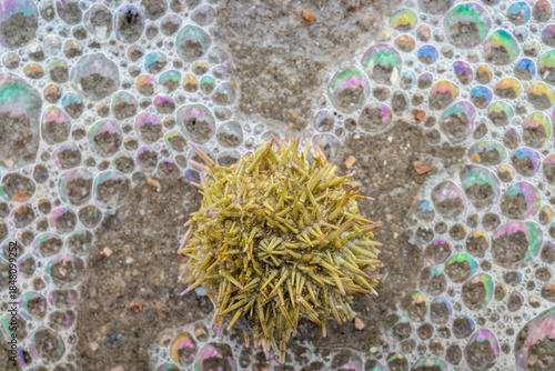 green sea urchin (Psammechinus miliaris) on the beach of the East Frisian island of Norderney, Germany