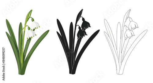 Three depictions of snowdrop flowers color silhouette and line art styles