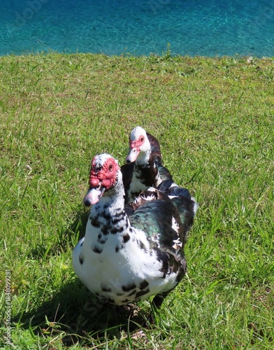 Muscovy ducks at the pond in Florida nature