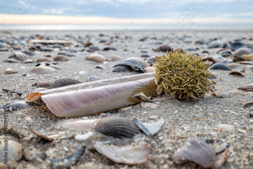 green sea urchin (Psammechinus miliaris) on the beach of the East Frisian island of Norderney, Germany