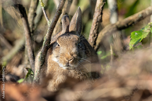 European rabbit (Oryctolagus cuniculus) on the East Frisian island of Norderney, Germany
