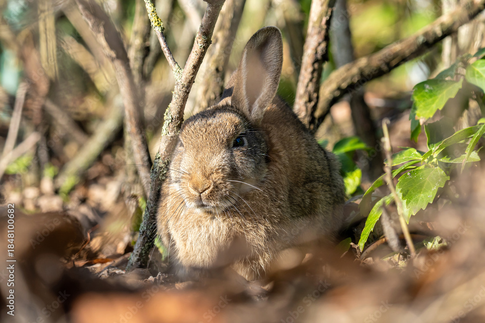 Fototapeta premium European rabbit (Oryctolagus cuniculus) on the East Frisian island of Norderney, Germany
