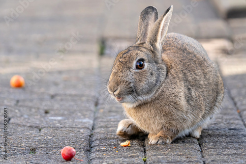 European rabbit (Oryctolagus cuniculus) on the East Frisian island of Norderney, Germany