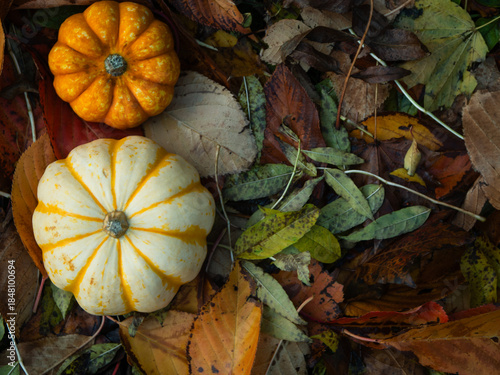 Orange Pumpkin squash in carpet of autumn leaves