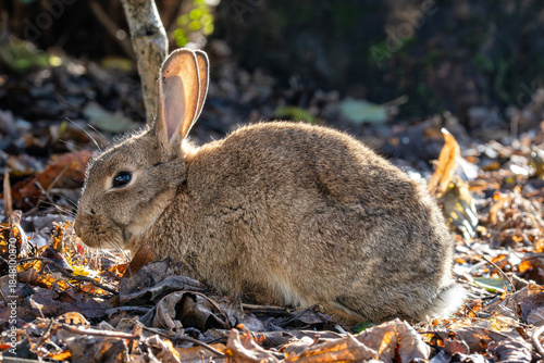 European rabbit (Oryctolagus cuniculus) on the East Frisian island of Norderney, Germany