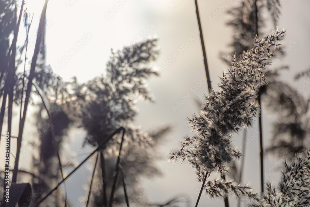 Obraz premium Dry Reed Seed Head Hanging Over Calm Lake in Late Autumn