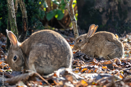 European rabbit (Oryctolagus cuniculus) on the East Frisian island of Norderney, Germany