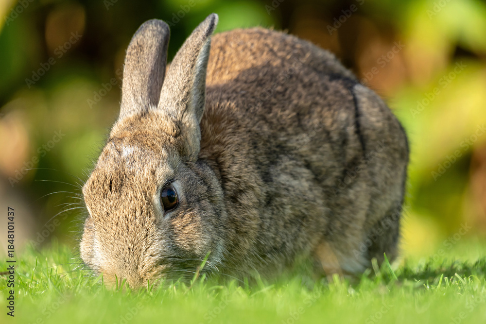 Fototapeta premium European rabbit (Oryctolagus cuniculus) on the East Frisian island of Norderney, Germany