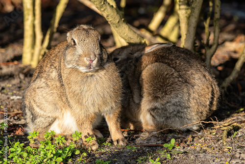European rabbit (Oryctolagus cuniculus) on the East Frisian island of Norderney, Germany
