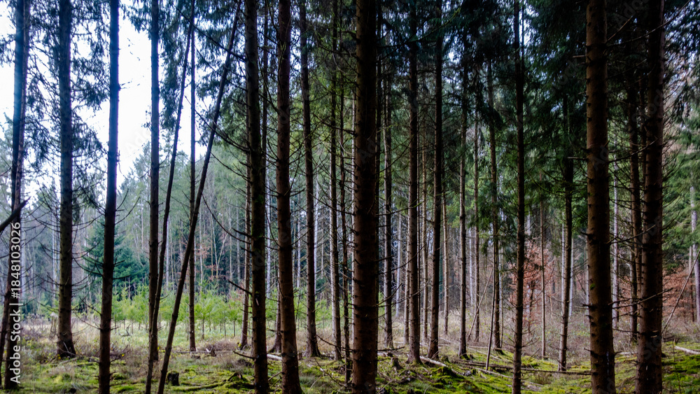 Fototapeta premium Viel Totholz in einem Fichtenwäldchen