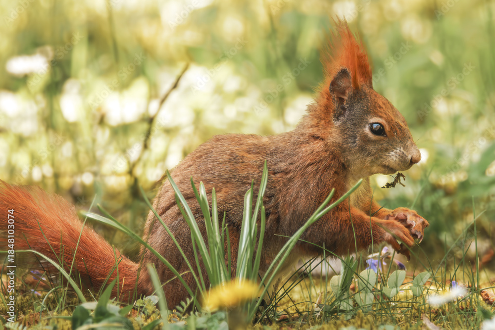 Fototapeta premium Fressendes Eichhörnchen auf der sonnigen Wiese