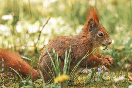 Fressendes Eichhörnchen auf der sonnigen Wiese