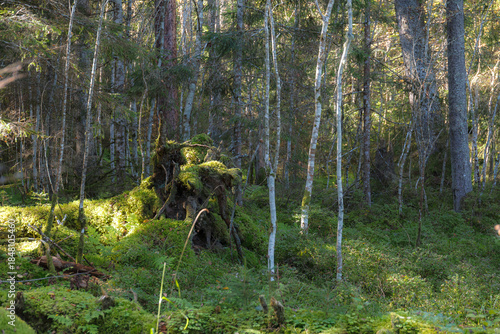 Forest clearing with sunlight and green undergrowth