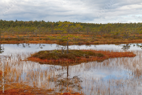 Autumn wetland with low vegetation and distant trees.