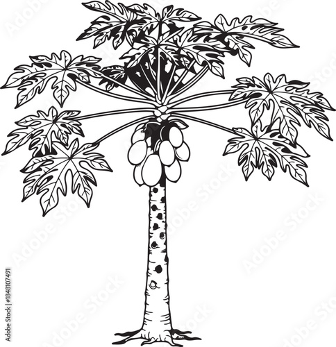 Black and white vector illustration of a papaya tree with branches and leaves