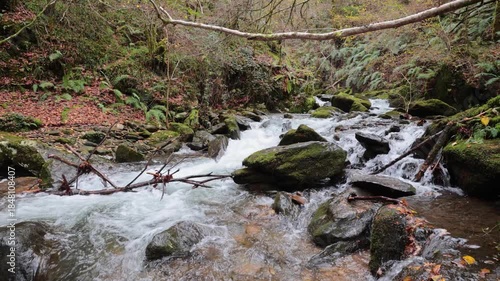 Forest stream flowing over mossy rocks in autumn