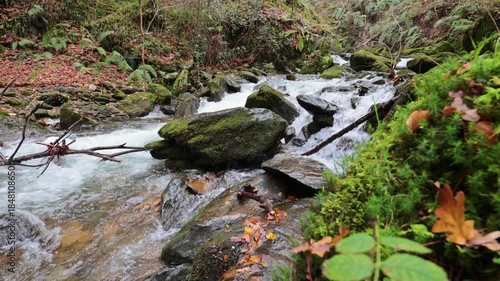 Forest stream flowing over mossy rocks in autumn