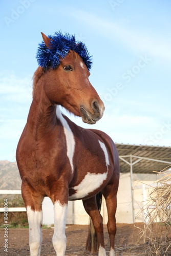 Pinto horse or pony with Xmas bright blue crown of tinsel on head in paddock at stable. Funny animals in Christmas decoration. Festive dinner at Chinese zodiac sign of Year of Horse.	
