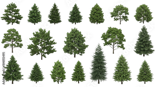 A vibrant collection of diverse coniferous and deciduous trees in various shapes and sizes