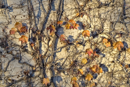 Autumn grape leaves on a white wall